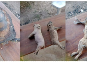 O incêndio resultou na morte de dezenas de animais, além da destruição de três casas no assentamento Walter Arce. (Foto: Cedida)