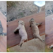 O incêndio resultou na morte de dezenas de animais, além da destruição de três casas no assentamento Walter Arce. (Foto: Cedida)