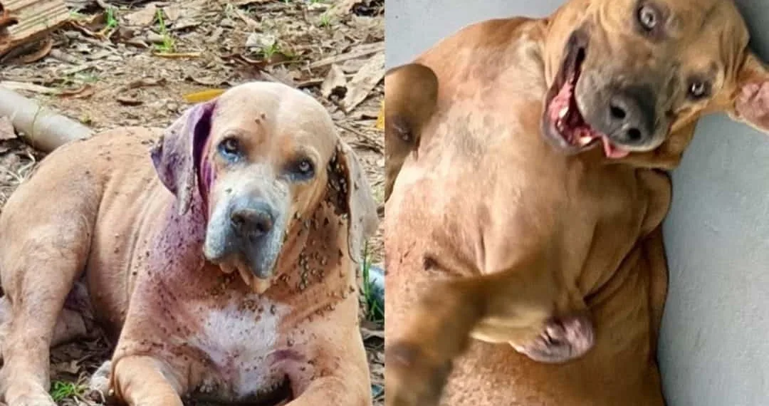 Projeto que resgata animais abandonados em Rio Branco pede ajuda para manter portas abertas