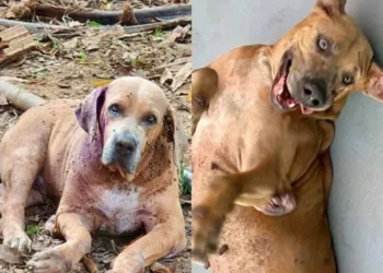 Projeto que resgata animais abandonados em Rio Branco pede ajuda para manter portas abertas