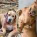 Projeto que resgata animais abandonados em Rio Branco pede ajuda para manter portas abertas