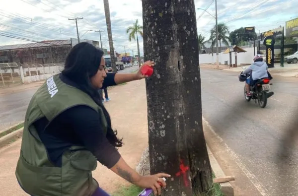 Prefeitura de Rio Branco esclarece sobre derrubada de palmeiras-imperiais na Via Chico Mendes