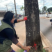Prefeitura de Rio Branco esclarece sobre derrubada de palmeiras-imperiais na Via Chico Mendes