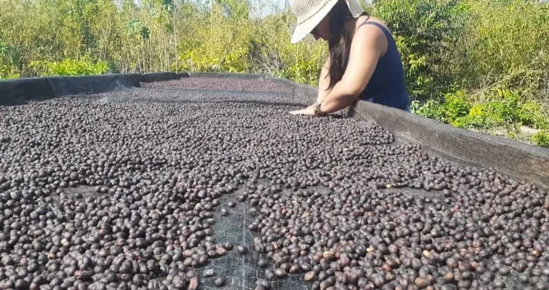 Acre articula parceria com empresa de café internacional para fomentar mercado no estado