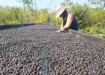 Incentivo do Sebrae impulsiona Café Raízes da Floresta no setor nacional e internacional