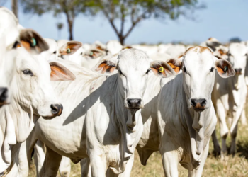 Rebanho bovino acreano atinge 4,6 milhões de cabeças; crescimento de quase 15% em três anos