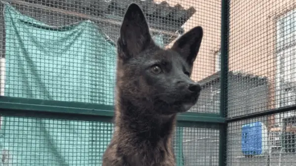 Pesquisadores identificam animal híbrido misterioso no Brasil