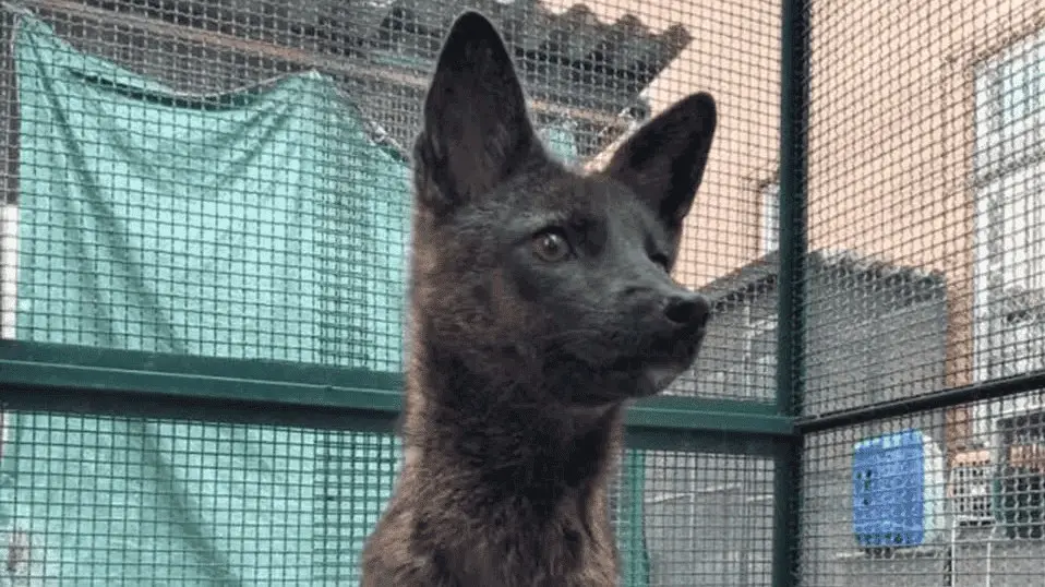 Pesquisadores identificam animal híbrido misterioso no Brasil 1 Pesquisadores identificam animal híbrido misterioso no Brasil