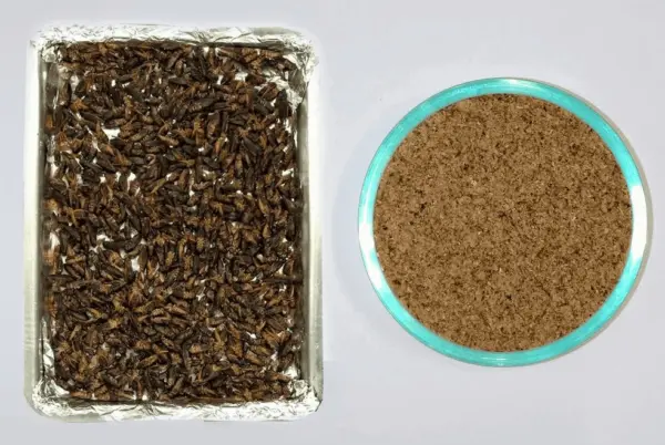 Farofa de grilo: cientista recomenda ingestão de inseto para complementar dieta