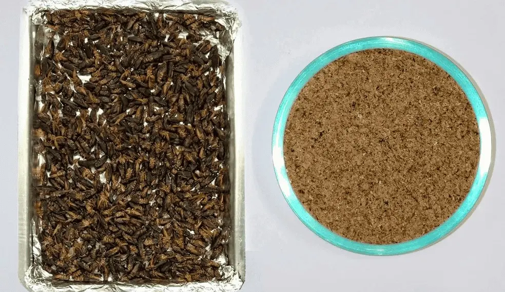 Farofa de grilo: cientista recomenda ingestão de inseto para complementar dieta 1 Farofa de grilo: cientista recomenda ingestão de inseto para complementar dieta