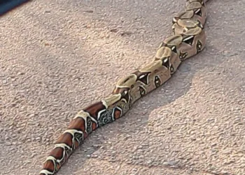 Vereadora flagra cobra grande atravessando rua em Rio Branco: 'linda'
