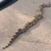 Vereadora flagra cobra grande atravessando rua em Rio Branco: 'linda'