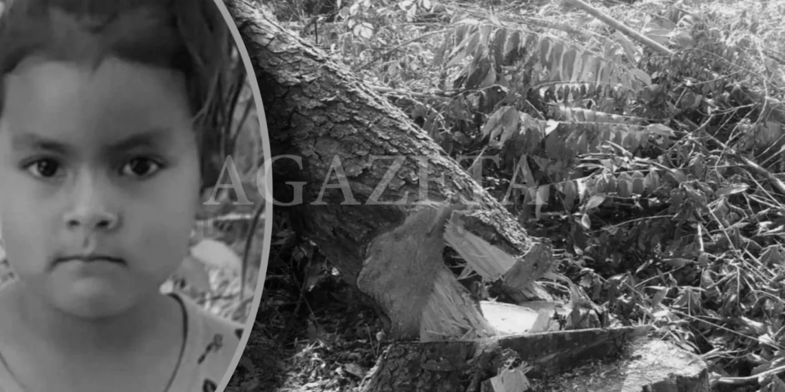Criança de 6 anos morre após ser atingida por galho de árvore