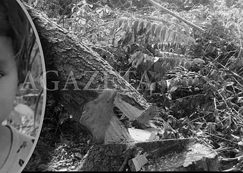 Criança de 6 anos morre após ser atingida por galho de árvore