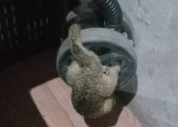 Animal super raro invade casa no AC: ‘veio andando lentamente em minha direção’