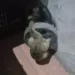 Animal super raro invade casa no AC: ‘veio andando lentamente em minha direção’