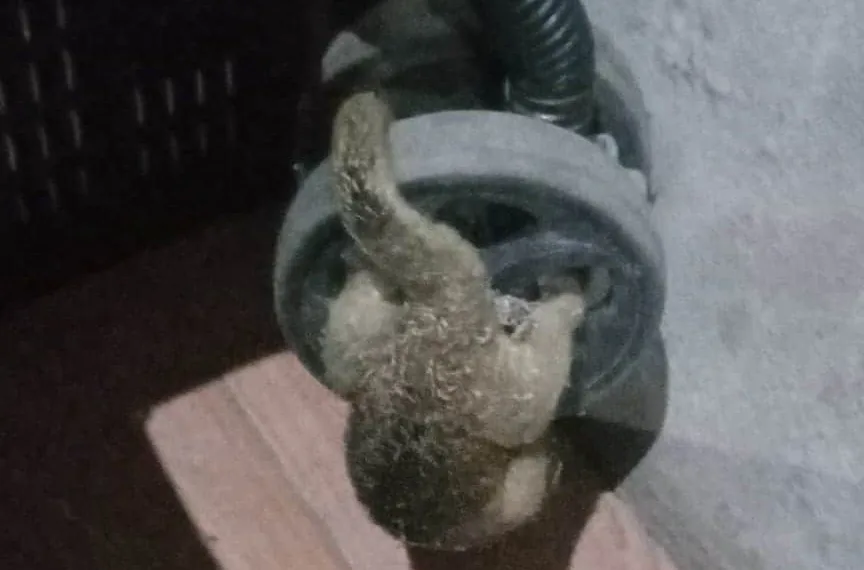 Animal super raro invade casa no AC: ‘veio andando lentamente em minha direção’