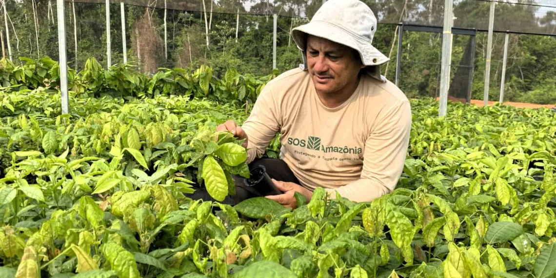 Sidomar Falcão, coordenador do Viveiro SOS Amazônia, avalia qualidade das mudas produzidas no local (Foto: Khelven Castro)