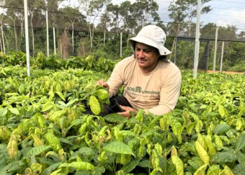 Sidomar Falcão, coordenador do Viveiro SOS Amazônia, avalia qualidade das mudas produzidas no local (Foto: Khelven Castro)