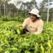 Sidomar Falcão, coordenador do Viveiro SOS Amazônia, avalia qualidade das mudas produzidas no local (Foto: Khelven Castro)