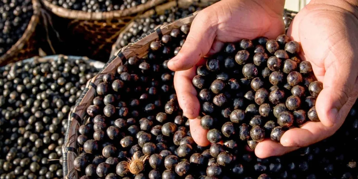 Açaí de Feijó conquista a primeira Indicação Geográfica para o produto no país