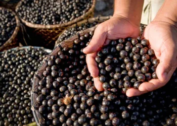 Açaí de Feijó é reconhecido com Identificação Geográfica e se torna o 2º item do AC a entrar na lista