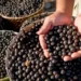 Açaí de Feijó conquista a primeira Indicação Geográfica para o produto no país