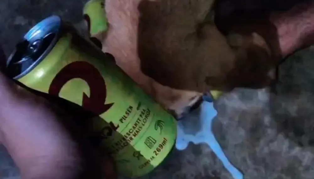 ONG encaminha denúncia ao MPAC contra mulher filmada oferecendo cerveja para cão