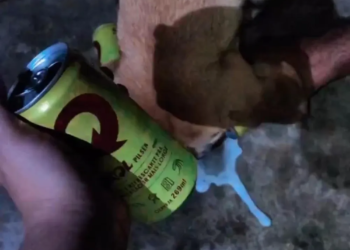 ONG encaminha denúncia ao MPAC contra mulher filmada oferecendo cerveja para cão