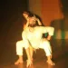 Espetáculo “Dai-me” apresenta cultura ayahuasqueira em movimento na última noite de apresentações do Sesc e Fetac em Cena
