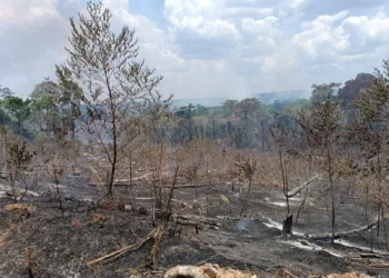 Queimadas assolam Assis Brasil: mais de 500 hectares destruídos e vida selvagem dizimada na tríplice fronteira do Acre