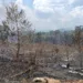 Queimadas assolam Assis Brasil: mais de 500 hectares destruídos e vida selvagem dizimada na tríplice fronteira do Acre