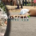MPAC solicita instauração de inquérito para apurar morte de homem durante ação policial em Brasileia