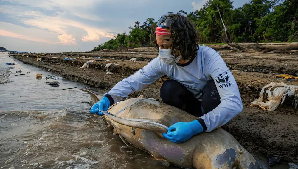 Seca histórica no Amazonas tem causado morte de animais marítimos, como botos e pirarucus — Foto: Miguel Monteiro/Instituto Mamirauá
