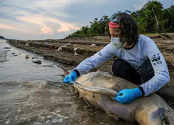 Seca histórica no Amazonas tem causado morte de animais marítimos, como botos e pirarucus — Foto: Miguel Monteiro/Instituto Mamirauá