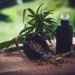 23/06/2023 -  óleo de canabis, canabidiol, cbd, thc. Foto: CBD-Infos-com/ Pixabay