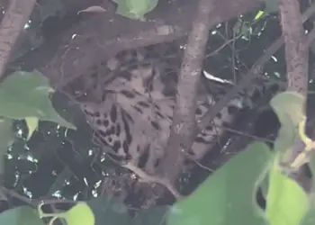 'Filhote de onça' é flagrado em árvore de praça pública no interior do Acre