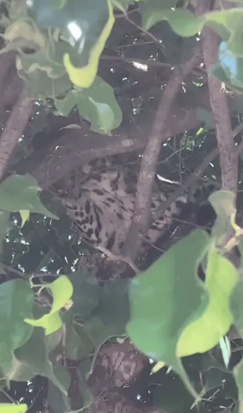 'Filhote de onça' é flagrado em árvore de praça pública no interior do Acre