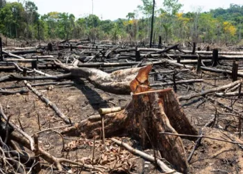 No Acre, área de quase 960 km² está em risco de desmatamento em 2024, alerta Imazon