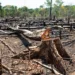 No Acre, área de quase 960 km² está em risco de desmatamento em 2024, alerta Imazon