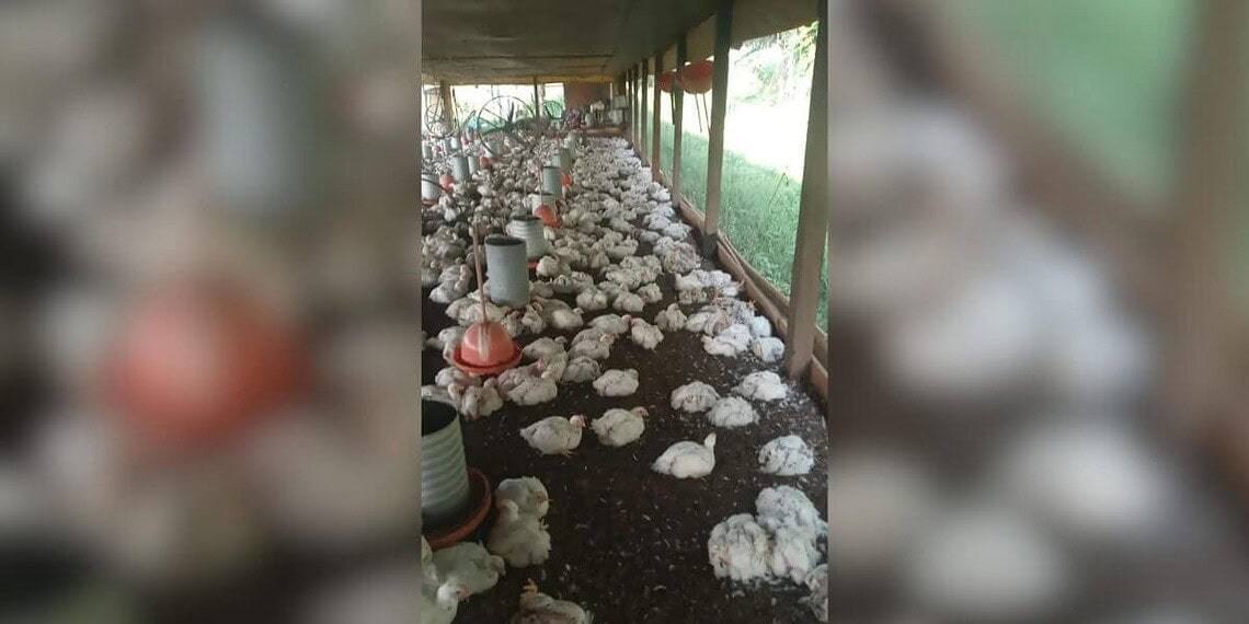 Calor extremo já matou mais de mil frangos em um único aviário no interior do Acre