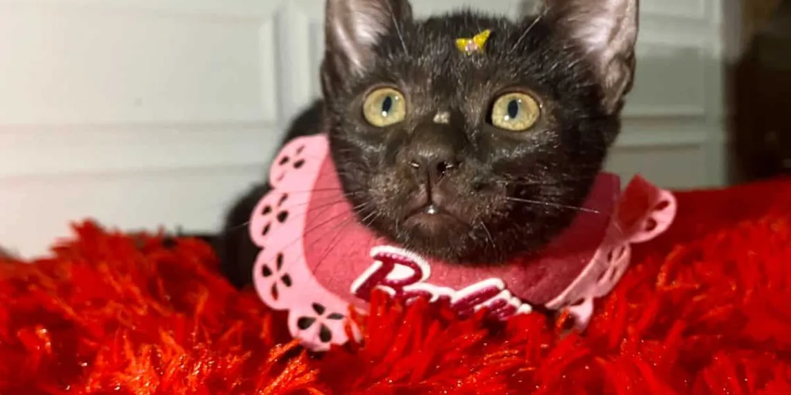 Ativista da causa animal relata preconceito para adoção de gatos pretos: 'acreditam que dão azar'
