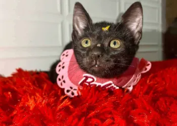 Ativista da causa animal relata preconceito para adoção de gatos pretos: 'acreditam que dão azar'