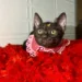 Ativista da causa animal relata preconceito para adoção de gatos pretos: 'acreditam que dão azar'