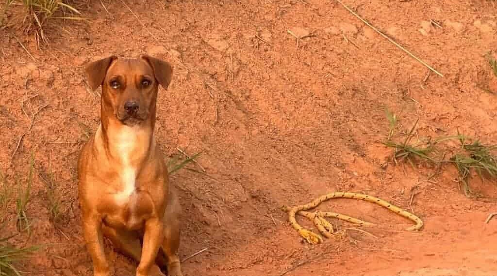 Final feliz: cachorro abandonado na estrada do Irineu Serra é adotado