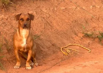 Final feliz: cachorro abandonado na estrada do Irineu Serra é adotado