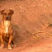 Final feliz: cachorro abandonado na estrada do Irineu Serra é adotado