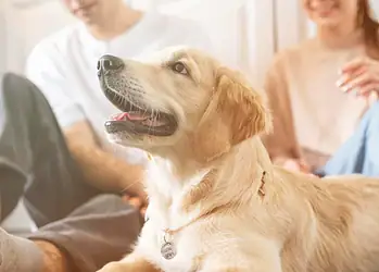 Governo do Acre sanciona lei que permite circulação de animais em condomínios