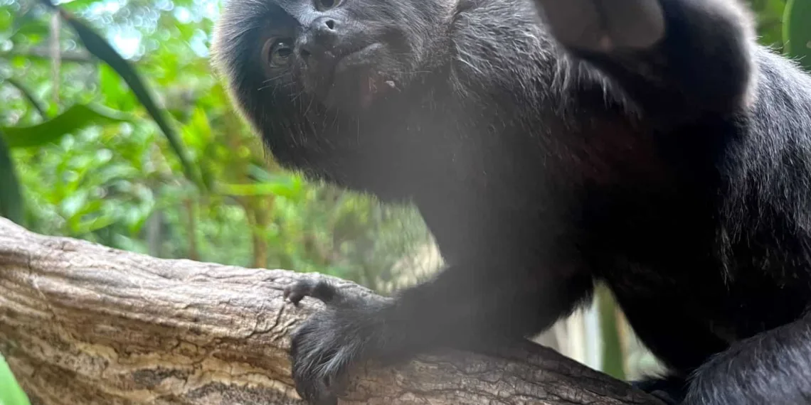 Macaquinha com juba é a mais nova habitante do Parque Chico Mendes; veja fotos