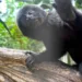 Macaquinha com juba é a mais nova habitante do Parque Chico Mendes; veja fotos
